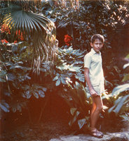 Patrick Blanc at 12 among Trevesia, Palms, Aspidistra, Canna in the Botanical Garden glasshouse, Lisbon, 1965