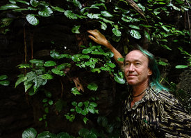Patrick Blanc among the shiny leaves and a small white flower of the rare Paraboea vulpina covering a deeply shaded vertical limestone cliff, Perak, Malaysia, June 2015