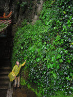 Patrick Blanc at the base of a limestone and concrete wall covered by Begonia, Pilea, Arisaema, Cyrtomium and ivy, Western Hill, Kunming, China, July 2016