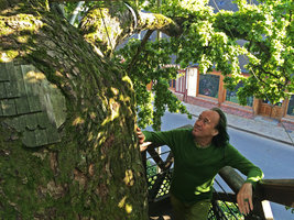 Patrick Blanc climbing along the stairs encircling the supposed oldest oak of France, a 1 200 years old estimated Quercus robur, Allouville, Normandy, France, Sept. 2015