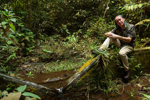 Patrick Blanc sitting on the small dam, the only Cryptocoryne x timahensis habitat, 25 years after he discovered this hybrid species in 1991, Bukit Timah NR, Singapore, Aug. 2016