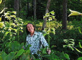 Patrick Blanc standing in a flowering population of Cardiocrinum cordatum var glehnii, Tokashi, Hokkaido, Japan, July 2015
