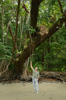 Patrick Blanc under the epiphytic Asplenium nidus, Schefflera actinophylla and Platycerium bifurcatum on Calophyllum inophyllum, Cape tribulation, Queensland, Australia, Nov. 2012