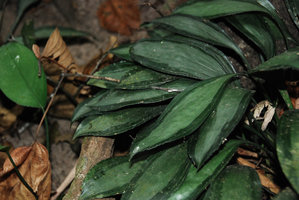 Peliosanthes argenteostriata in habitat, bicolored leaves, Hinboun, Khammouane, Laos