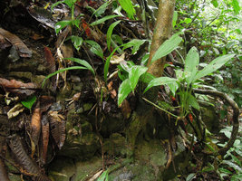 Peliosanthes sinica, active vegetative propagation through alternation of leaf rosettes and cataphylls along decumbant stem producing adventitious roots, Xishuangbanna, China