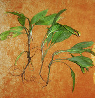 Peliosanthes sinica, alternation of leaf rosettes and cataphylls along stem, Xishuangbanna, China