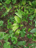 Peliosanthes sinica, succession of cataphylls and foliage leaves along the stem, Xishuangbanna, China