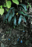 Peliosanthes sp. on deeply inclined earth bank with very long infructescence axes exposing the blue seeds on soil surface, outside the leaf rosette, Pyin U Lwin, Myanmar