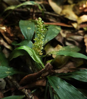 Peliosanthes sp., Penang Hill, Malaysia
