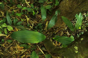 Peliosanthes sp. with deeply plicate leaves, Putao, Kachin, Myanmar