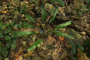 Peliosanthes teta subsp. humilis, bright blue seeds freely exposed in this Angiosperm turning back to Gymnospermous stage, Macleod Is., Tanintharyi, Myanmar