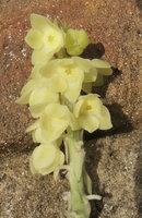 Peliosanthes teta subsp. humilis, inflorescence, front view, Macleod Is., Tanintharyi, Myanmar