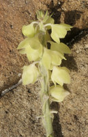 Peliosanthes teta subsp. humilis, inflorescence, lateral view, Macleod Is., Tanintharyi, Myanmar