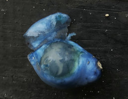 Peliosanthes teta subsp. humilis, seed coated by bright blue sarcotesta, reminiscent of a blue berry or drupe, Macleod Is., Tanintharyi, Myanmar