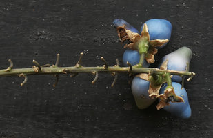 Peliosanthes teta subsp. humilis, seeds coated by blue sarcotesta, emerging from the early blocked growth of the ovary wall, an Angiosperm turning back to Gymnospermous stage, Macleod Is., Tanintharyi, Myanmar