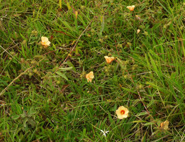 Peltaea krapovickasiorum in its swampy habitat, leaves and flowers, Cano Cristales, Serrania Macarena, Meta, Colombia