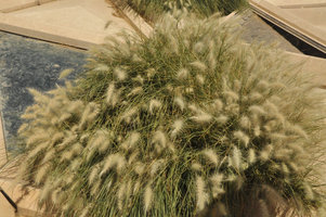 Pennisetum setaceum, KAFD Conference Center, Riyadh, Saudi Arabia