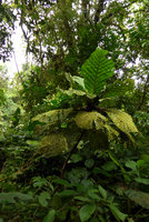 Pentagonia macrophylla, monocaulous shrub with huge entire leaves,Terco, Nuqui, Choco, Colombia
