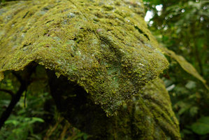 Pentagonia macrophylla, old leaf totally covered by epiphylls such as algae, mosses and liverworts, close up,Terco, Nuqui, Choco, Colombia