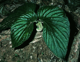 Pentaphragma begoniaefolium, glossy leaf surface, Penang, Malaysia