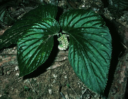 Pentaphragma begoniaefolium, glossy leaf surface, Penang, Malaysia