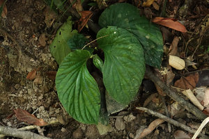 Pentaphragma begoniaefolium on vertical earth bank, strongly asymmetric leaves, Bukit Panchor, Penang, Malaysia