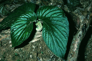 Pentaphragma begoniaefolium, velvety upper leaf surface due to dome shaped epidermal cells, Penang, Malaysia