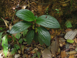 Pentaphragma ellipticum, Bukit Timah, Singapore