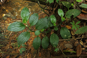 Pentaphragma ellipticum, Endau Rompin NP, Malaysia