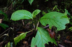 Pentaphragma grandiflorum, Waimital, Kairatu, Seram, Moluccas