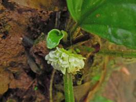 Pentaphragma sinense, flowers, Xishuangbanna, China