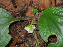 Pentaphragma sinense, nodding inflorescence close up, Xishuangbanna, China