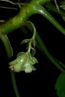 Pentastemona egregia, axillary inflorescence, female flower with swollen ovary, Anai Valley, West Sumatra