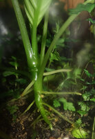 Pentastemona egregia, establishment growth exhibited by the progressive increase of te stem diameter directly in relation with the emergence of new adventitious roots, Sumatra
