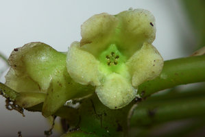 Pentastemona egregia, functionally male flower with central pentamerous discoid androecious corona bearing anthers on each septum side, around the five central holes, Anai Valley, West Sumatra