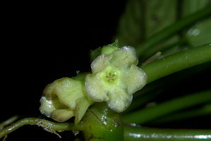 Pentastemona egregia, gamopetalous pentamerous and campanulate corolla of a fully open male flower, female flower on the left, Anai Valley, West Sumatra