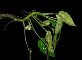 Pentastemona egregia, monoecious inflorescence with female flower at left and male flower at right, Anai Valley, West Sumatra