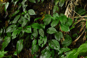 Pentastemona egregia population, Anai Valley, West Sumatra