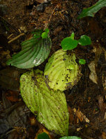 Pentastemona egregia, proliferous natural leaf cuttings in habitat, Anai Valley, West Sumatra