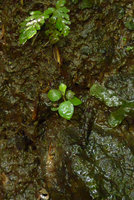 Pentastemona egregia, tiny seedling on vertical seeping rock, Anai Valley, West Sumatra