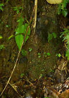 Pentastemona egregia, tiny seedlings on vertical seeping rock, Anai Valley, West Sumatra