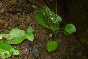 Pentastemona egregia, vegetative plantlets issued from natural leaf cuttings, Anai Valley, West Sumatra