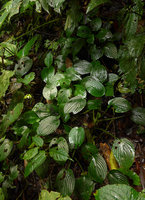 Pentastemona egregia, vegetative population on earth slope, Anai Valley, West Sumatra
