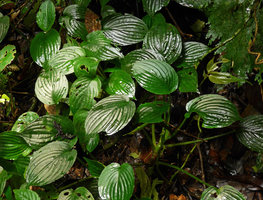 Pentastemona egregia, velvety shiny leaves due to lens dome shaped epidermal cells enhancing light capture focused on some underlying chloroplasts, Anai Valley, West Sumatra