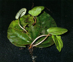 Peperomia areolata, adventitious plantlets with roots issued from the damaged leaf nerves, San Ramon, Peru