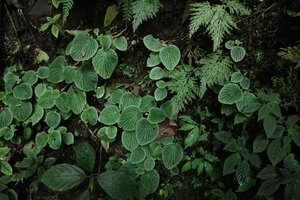 Peperomia camposii, population on vertical earth bank in forest understory, El Pahuma FR, Pichincha, Ecuador