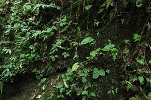 Peperomia camposii, sparse individuals on vertical earth bank, El Pahuma FR, Pichincha, Ecuador