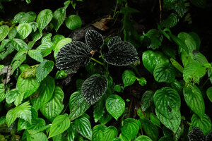 Peperomia sp. aff. P. rugosa and Peperomia sp., Mashpi FR, Pichincha, Ecuador