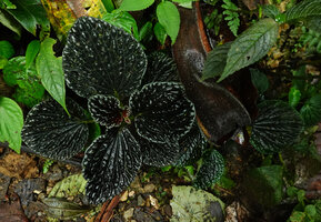 Peperomia sp. aff. P. rugosa, blackish bullate shiny leaves, Mashpi FR, Pichincha, Ecuador
