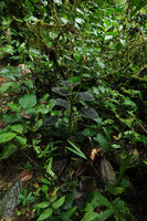 Peperomia sp. aff. P. rugosa, erect flowering stem in forest understory, Mashpi FR, Pichincha, Ecuador